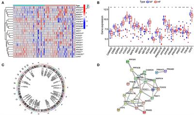 Identification of energy metabolism-related biomarkers for risk prediction of heart failure patients using random forest algorithm